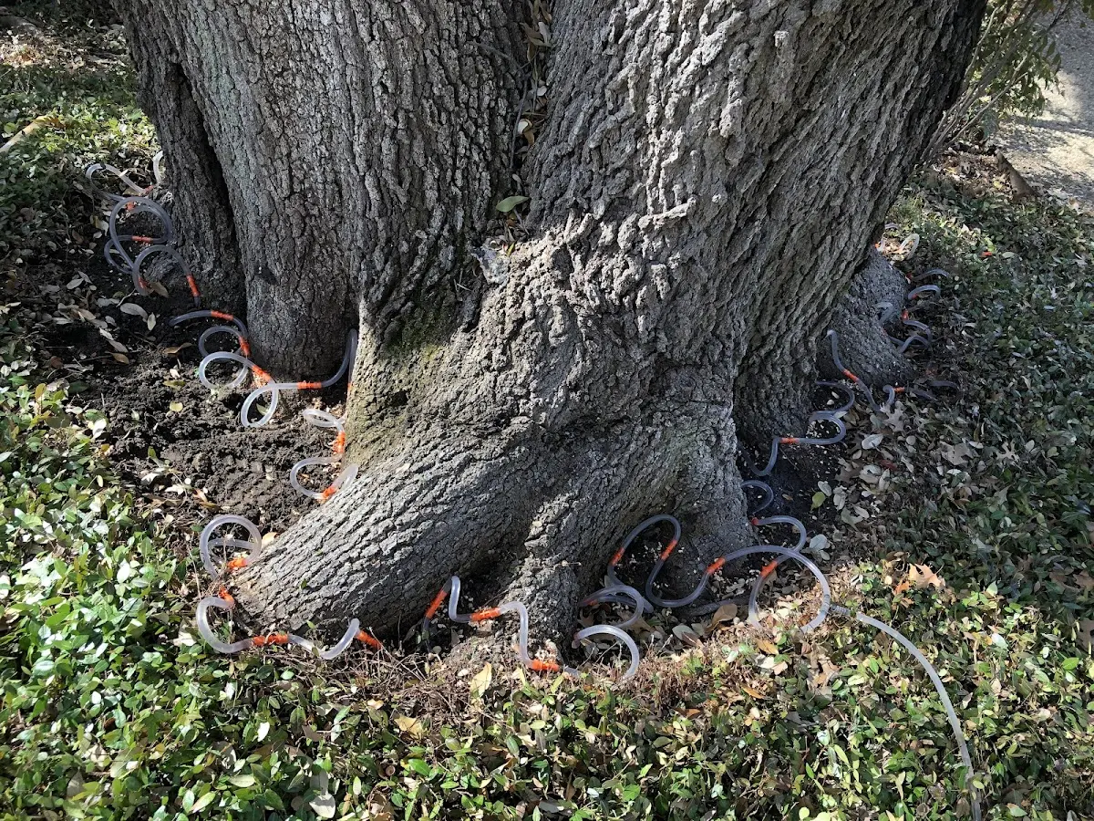 Detailed Tree Cabling and Bracing job site in Prescott